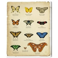 Wynwood Studio Animals Wall Art Canvas Prints 'Butterfly Chart Chart' инсекти - кафеава, сина боја