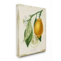 Tupleple Industries Trational Citrus Illustration Француски дизајн на лимон гранка од Студио W, 36 48