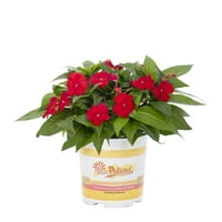 Sunpatiens® Impatiens 2.5QT црвени годишни растенија во живо со садови за одгледувачи