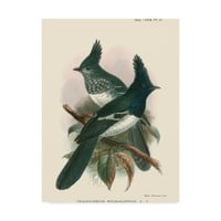 Трговска марка ликовна уметност „Птици во природата v 'платно уметност од J.C. Keulemans