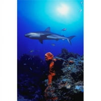 Постераци Дпи Карипски Гребен Ајкула Постер Печатење Од Карсон Ганци, 17