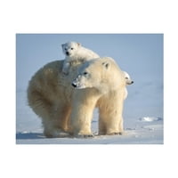 Обесена tsui 'немилосрдна мала поларна мечка' платно уметност