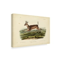 Трговска марка ликовна уметност „Долга опашка елен“ платно уметност од Johnон Jamesејмс Аудубон