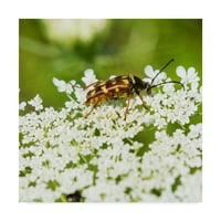 Трговска марка ликовна уметност 'Banded Longhorn Beetle' Canvas Art by Brenda Petrella Photography LLC